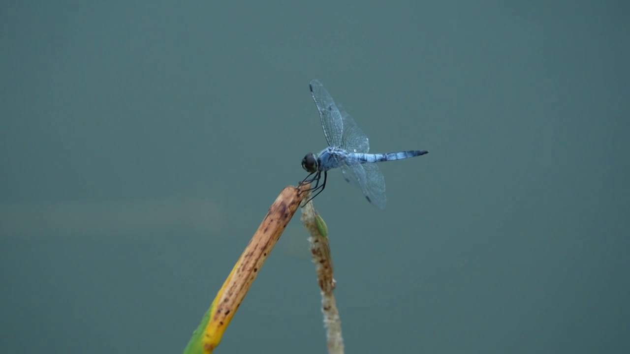 池塘里的蓝蜻蜓视频下载