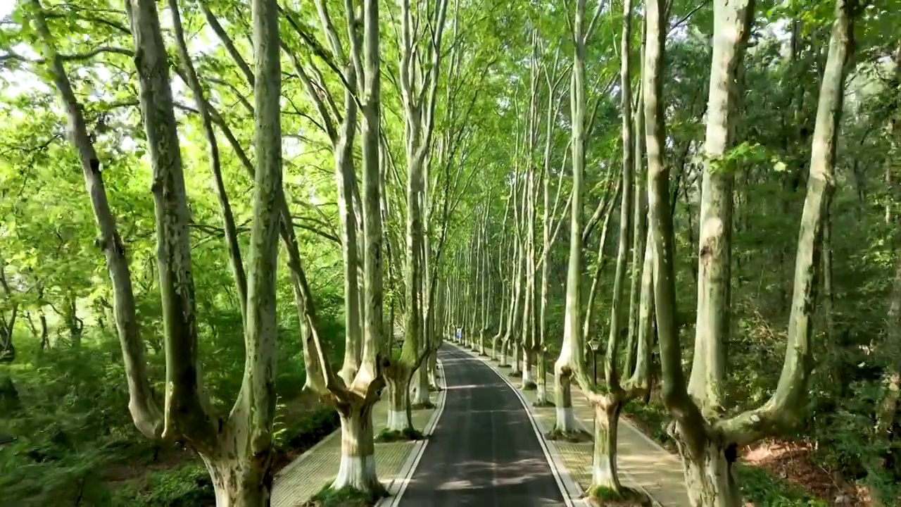 南京钟山风景区内绿意盎然的梧桐大道视频下载