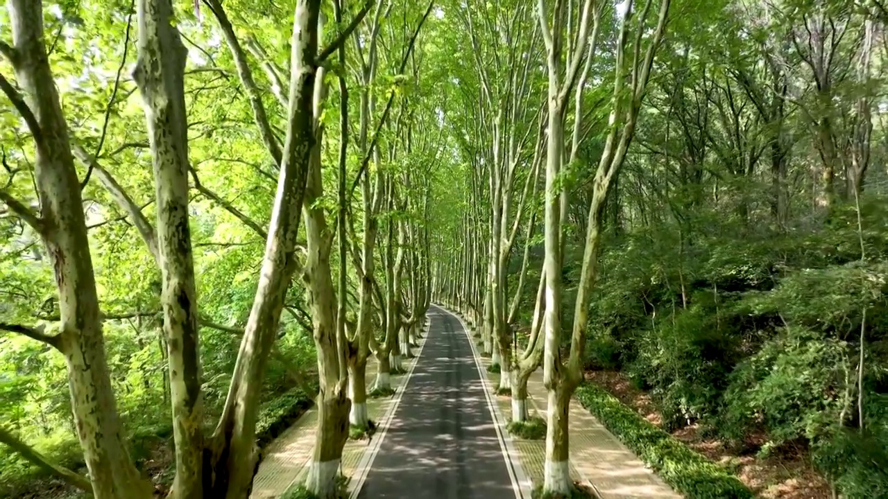 南京钟山风景区梧桐大道的树木和光影视频下载