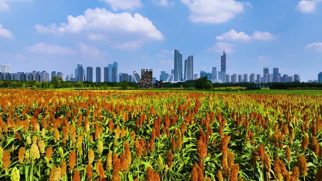 都市里的红高粱，江苏南京视频素材