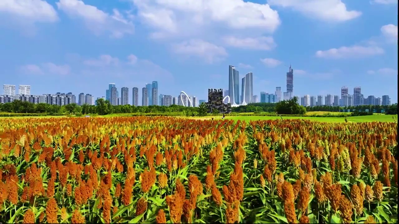 都市里的红高粱，江苏南京视频下载