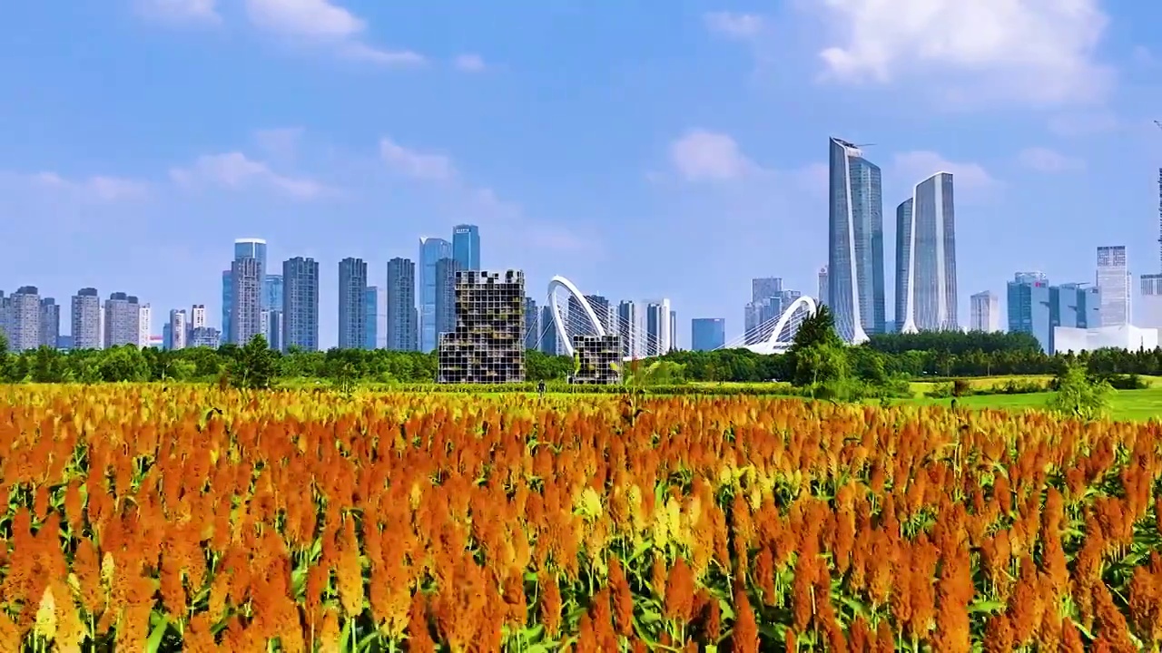 都市里的红高粱，江苏南京视频素材