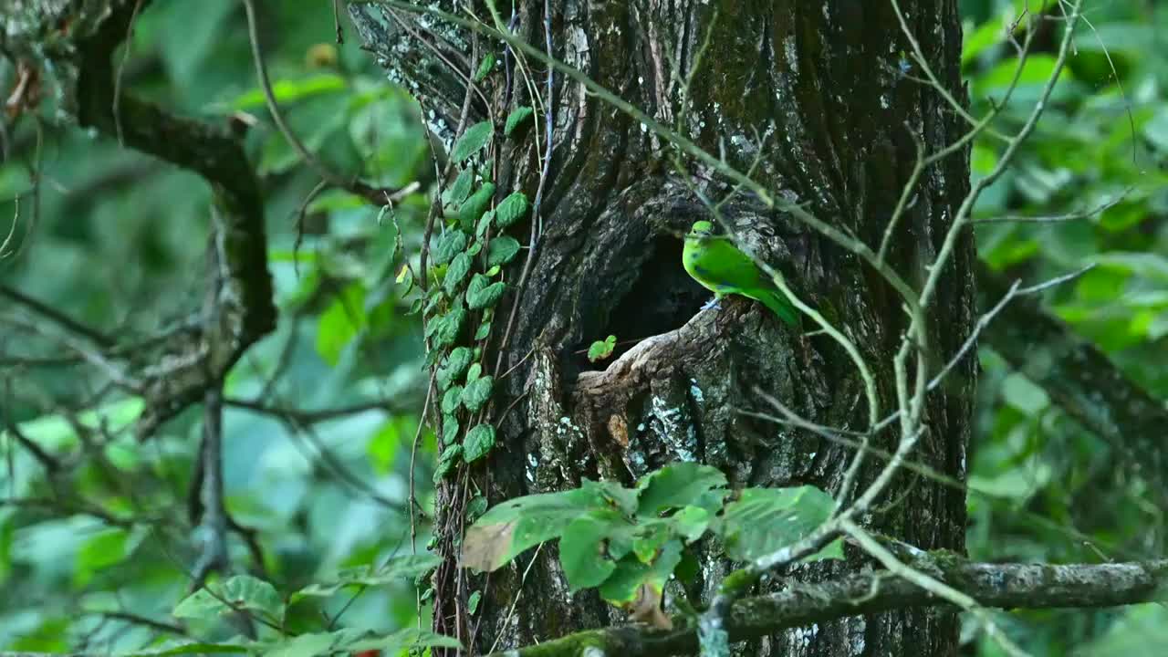 啄木鸟幼鸟视频下载