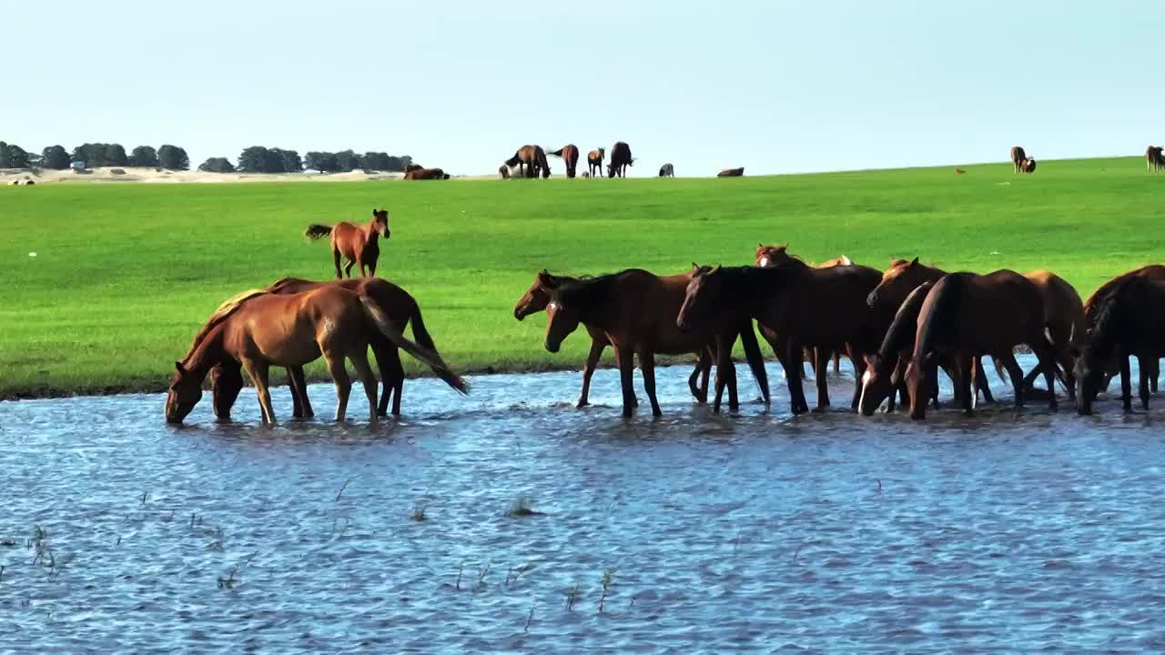 大草原上悠闲饮水的马群视频下载