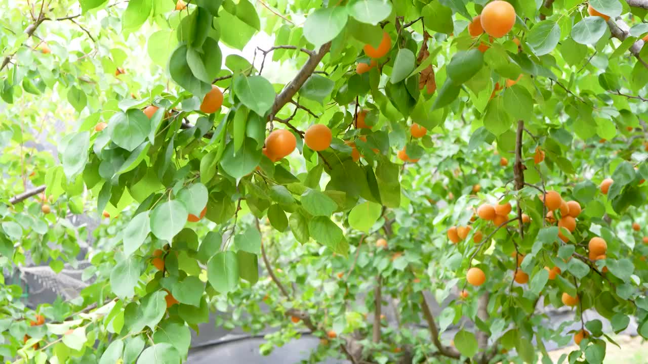 杏树  果园采摘（合集）视频下载