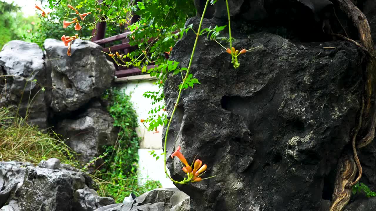 明代古典园林、“江南四大名园”之一，雨天的南京瞻园庭院中的一角视频下载