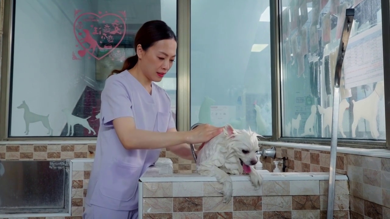 宠物美容师给狗洗澡视频下载