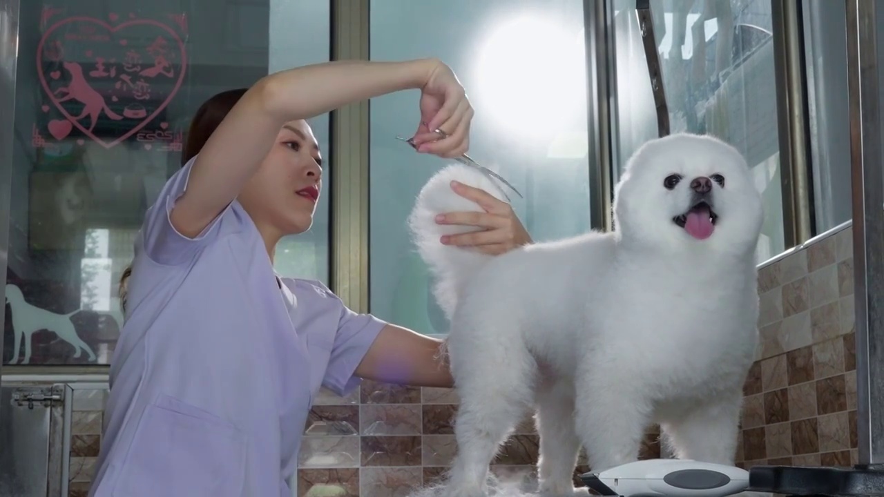 宠物美容师用剪刀为小狗修剪毛发视频下载