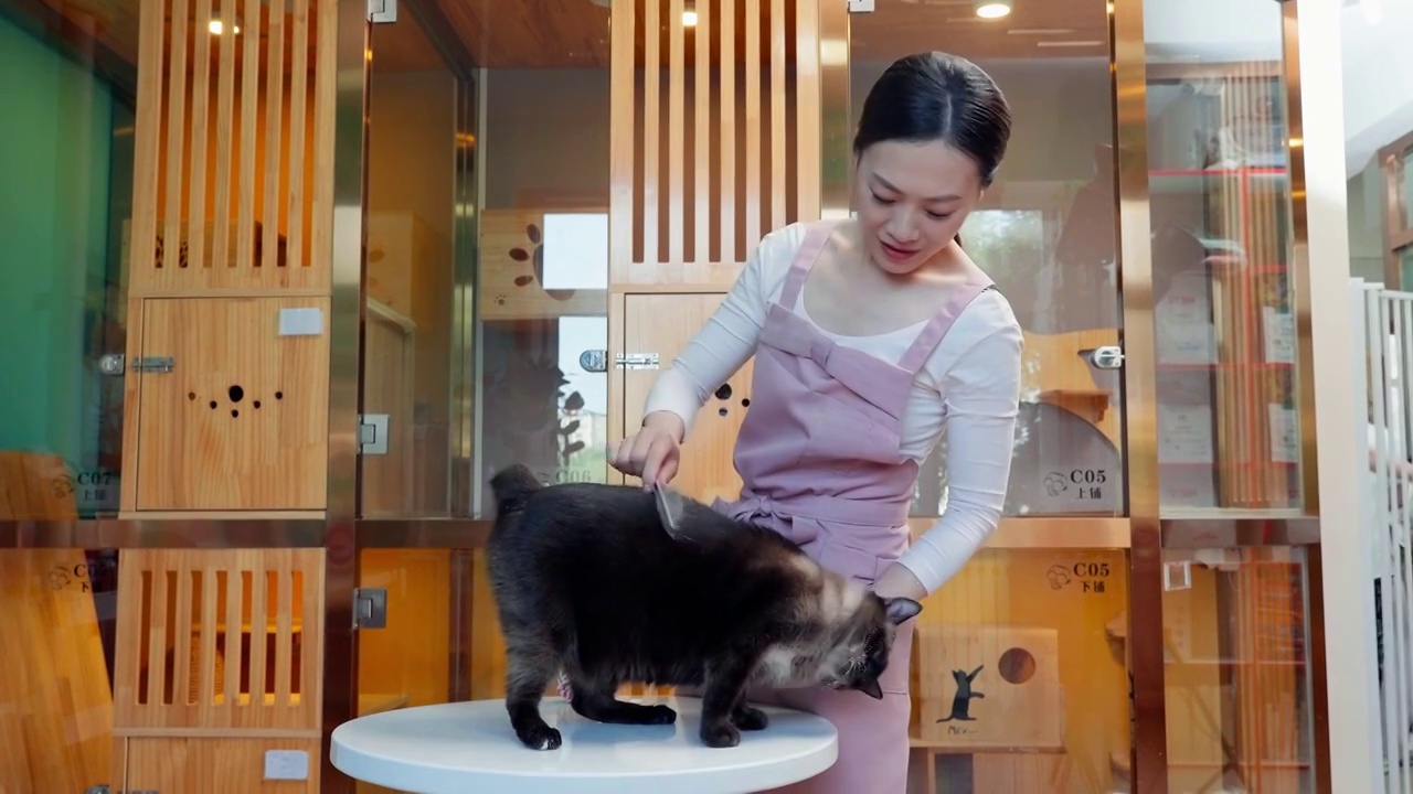 宠物美容师用梳子为猫咪梳理毛发视频下载