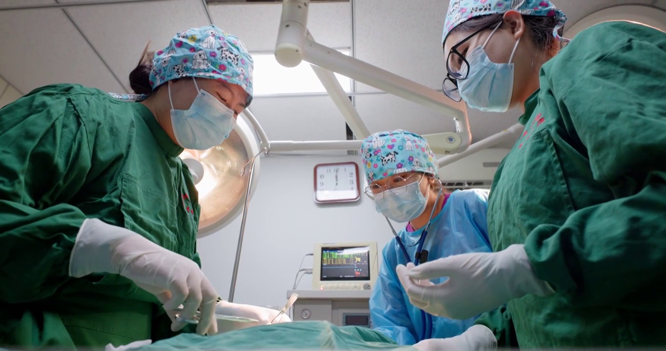 宠物医生在手术室进行手术视频下载