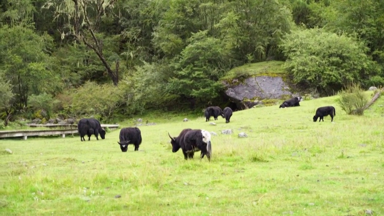 四川四姑娘山双桥沟景区内的野生牦牛在草原上自由的生活视频下载