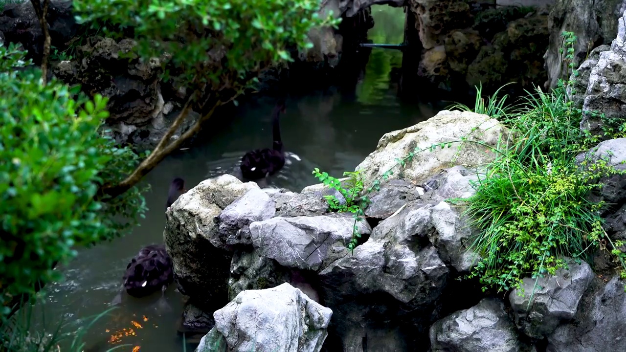 中国明代古典园林、“江南四大名园”之一，南京瞻园中式园林庭院的自然风光视频素材