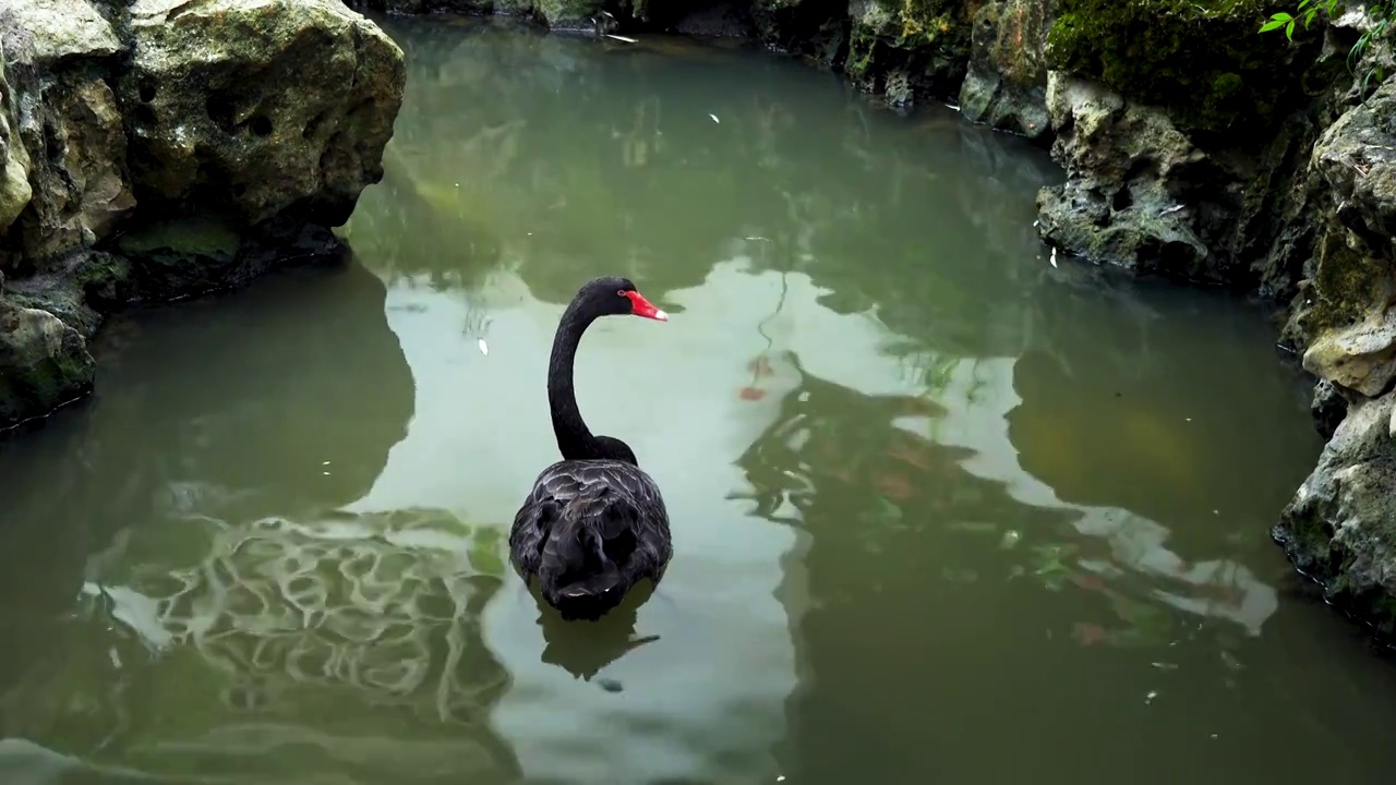中国明代古典园林、“江南四大名园”之一，南京瞻园中式园林庭院池塘里的黑天鹅视频素材