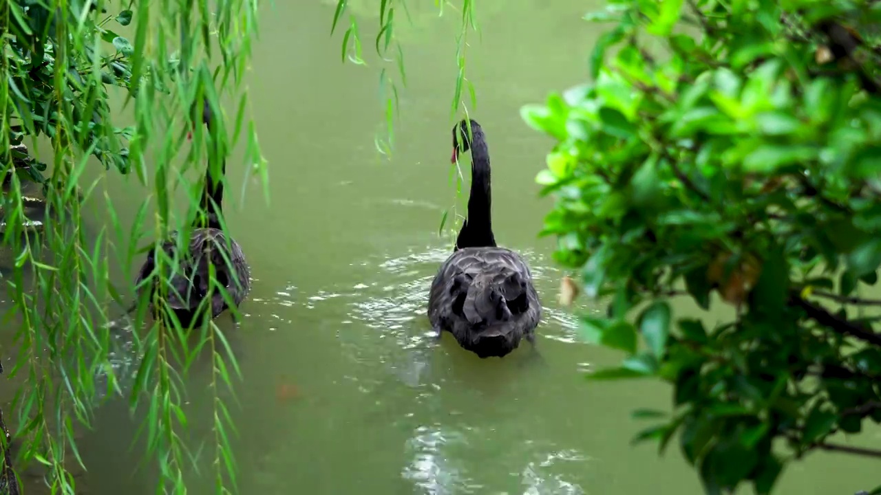 中国明代古典园林、“江南四大名园”之一，南京瞻园中式园林庭院池塘里的黑天鹅视频素材