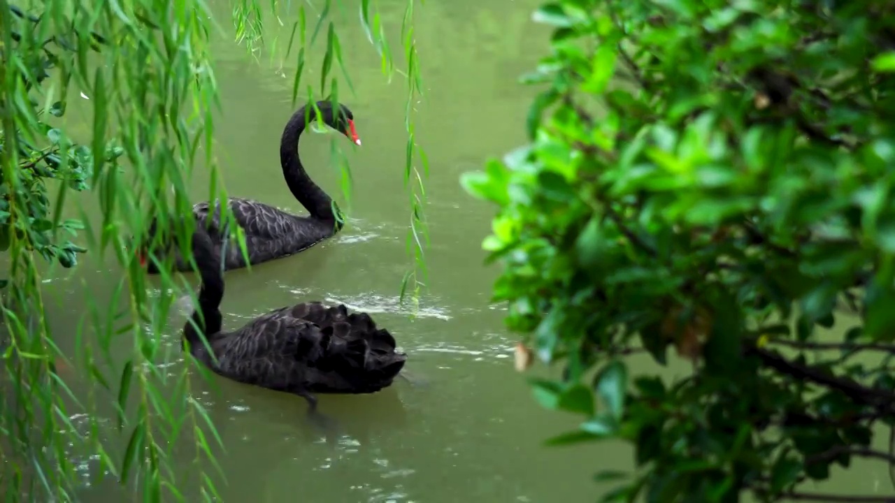 中国明代古典园林、“江南四大名园”之一，南京瞻园中式园林庭院池塘里的黑天鹅视频下载