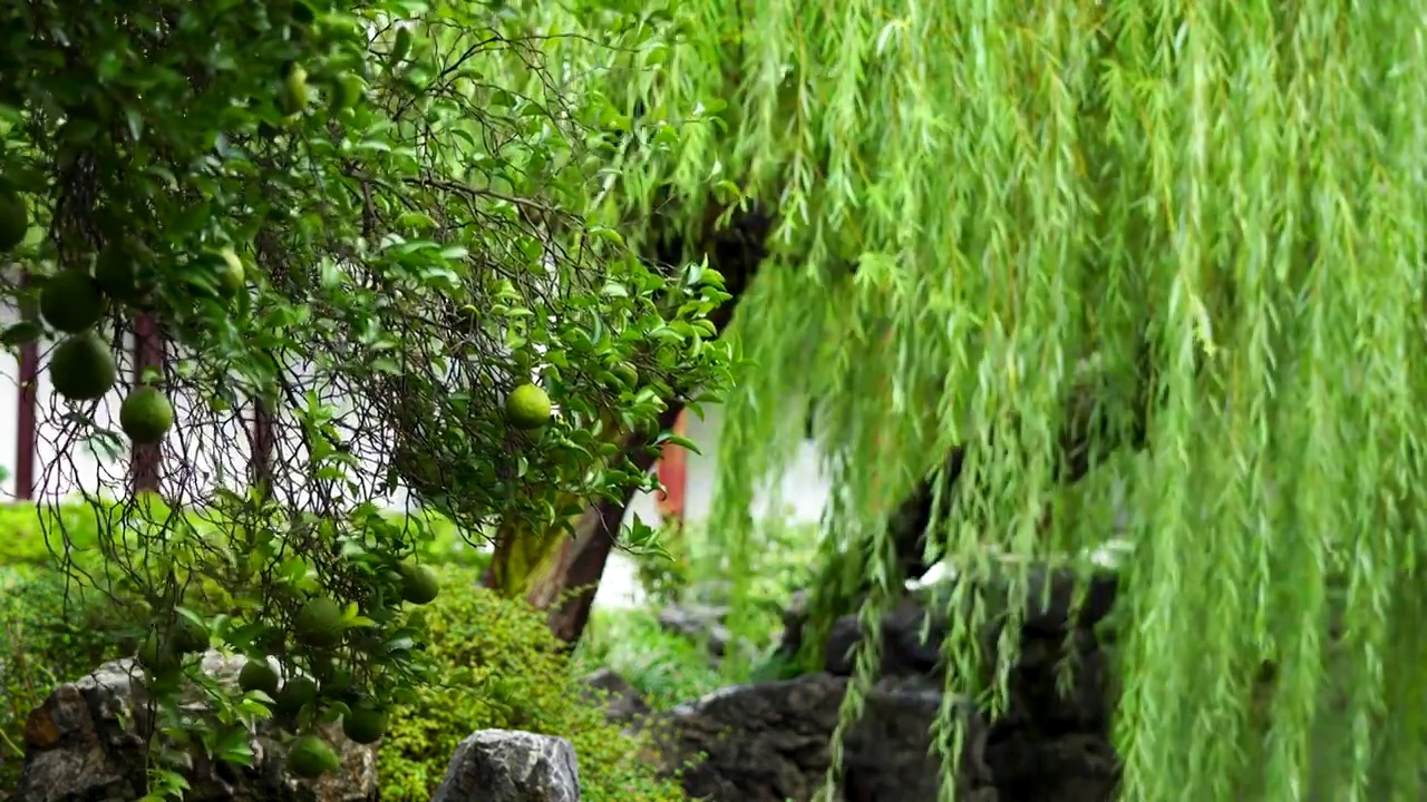 中国明代古典园林、“江南四大名园”之一，南京瞻园中式传统园林庭院的自然风光视频下载