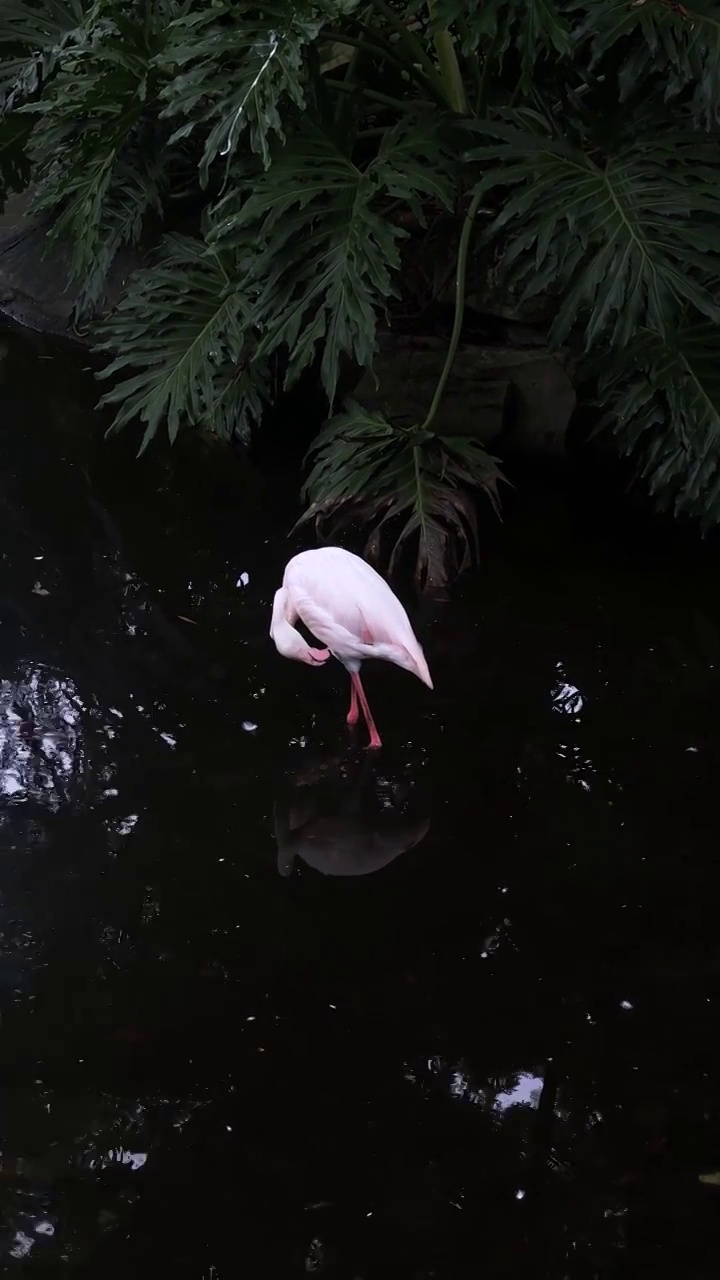粉色火烈鸟鸟类动物背景视频下载