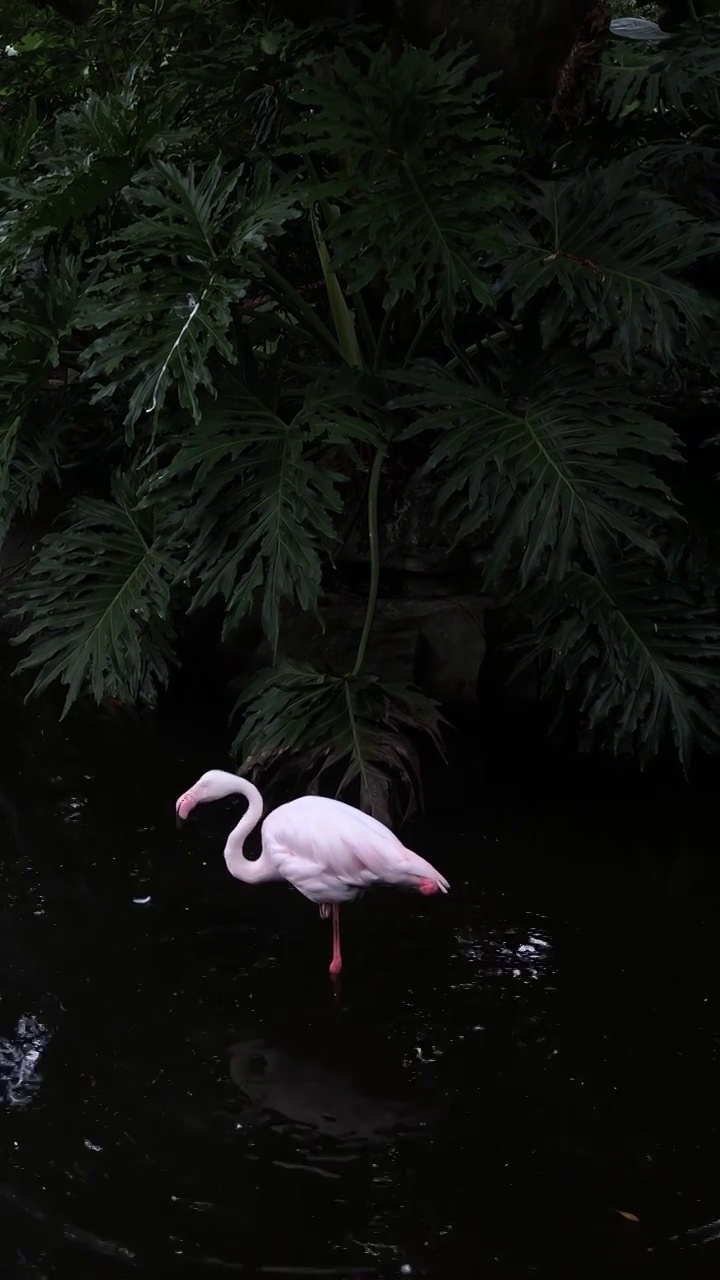 粉色火烈鸟鸟类动物背景视频下载