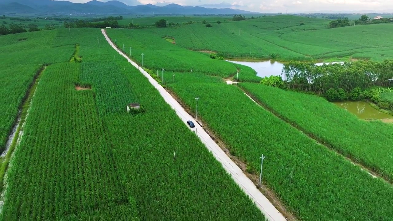 航拍广西甘蔗种植园甘蔗田背景视频下载