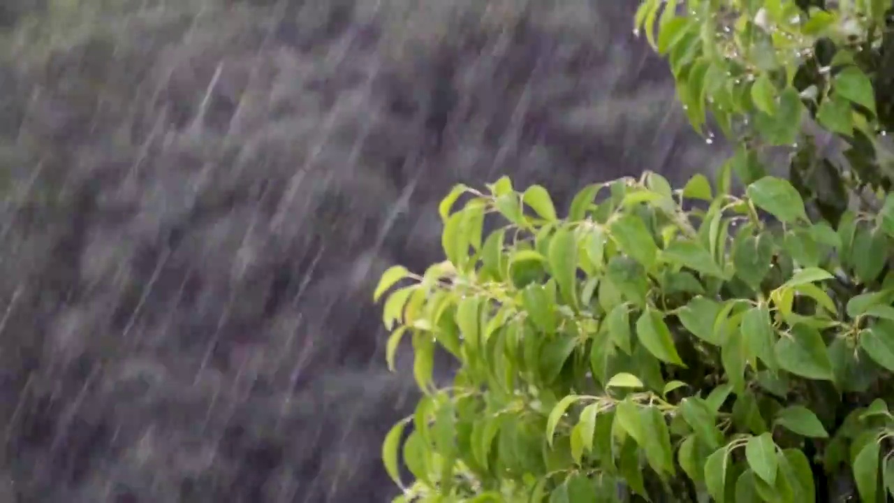 雨大雨树大风雷阵雨慢镜头视频下载