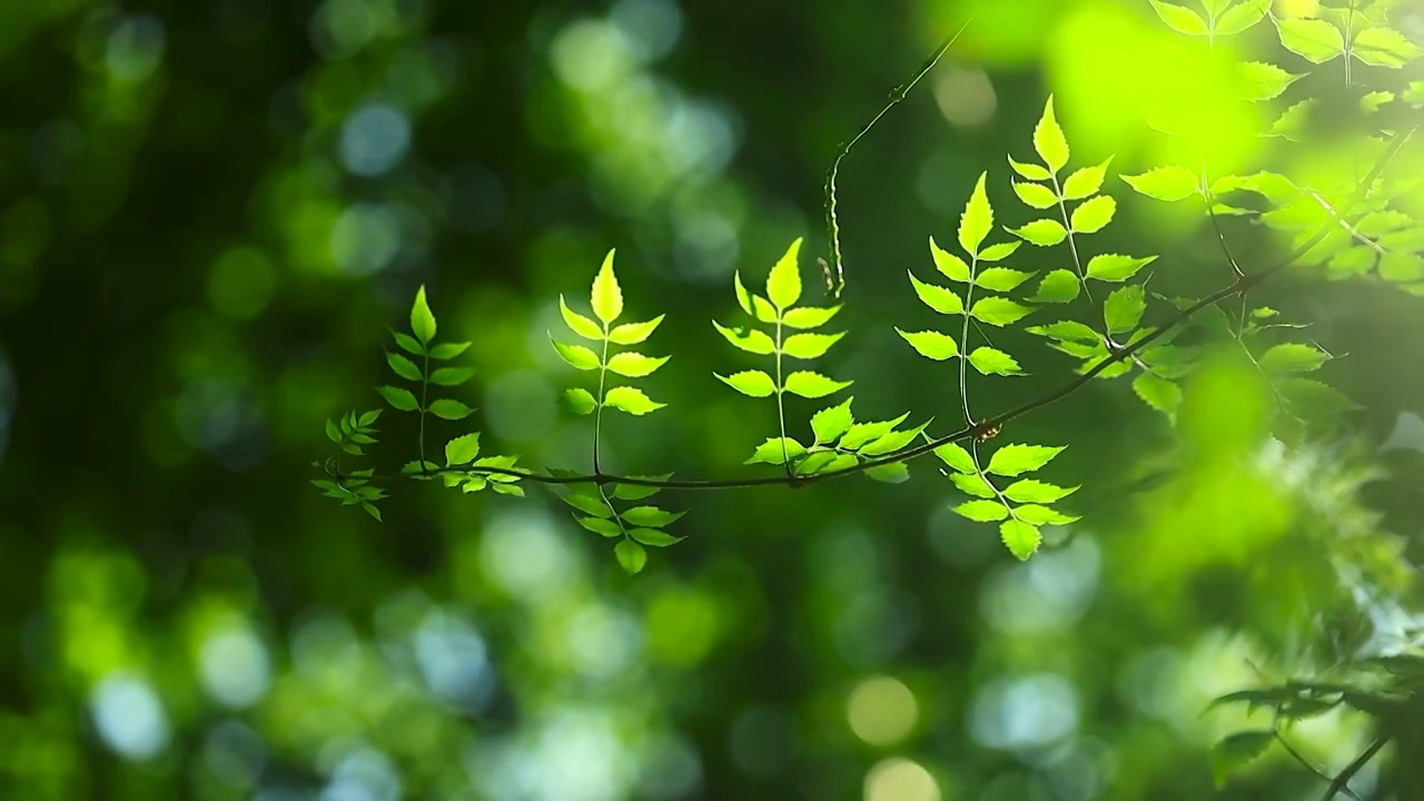 阳光掠过森林中绿色枝条呈现出的优美姿态视频下载