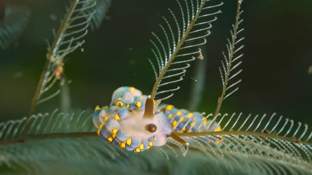 水下摄影海底小生物海蛞蝓蓝白色铅笔海蛞蝓海兔视频下载