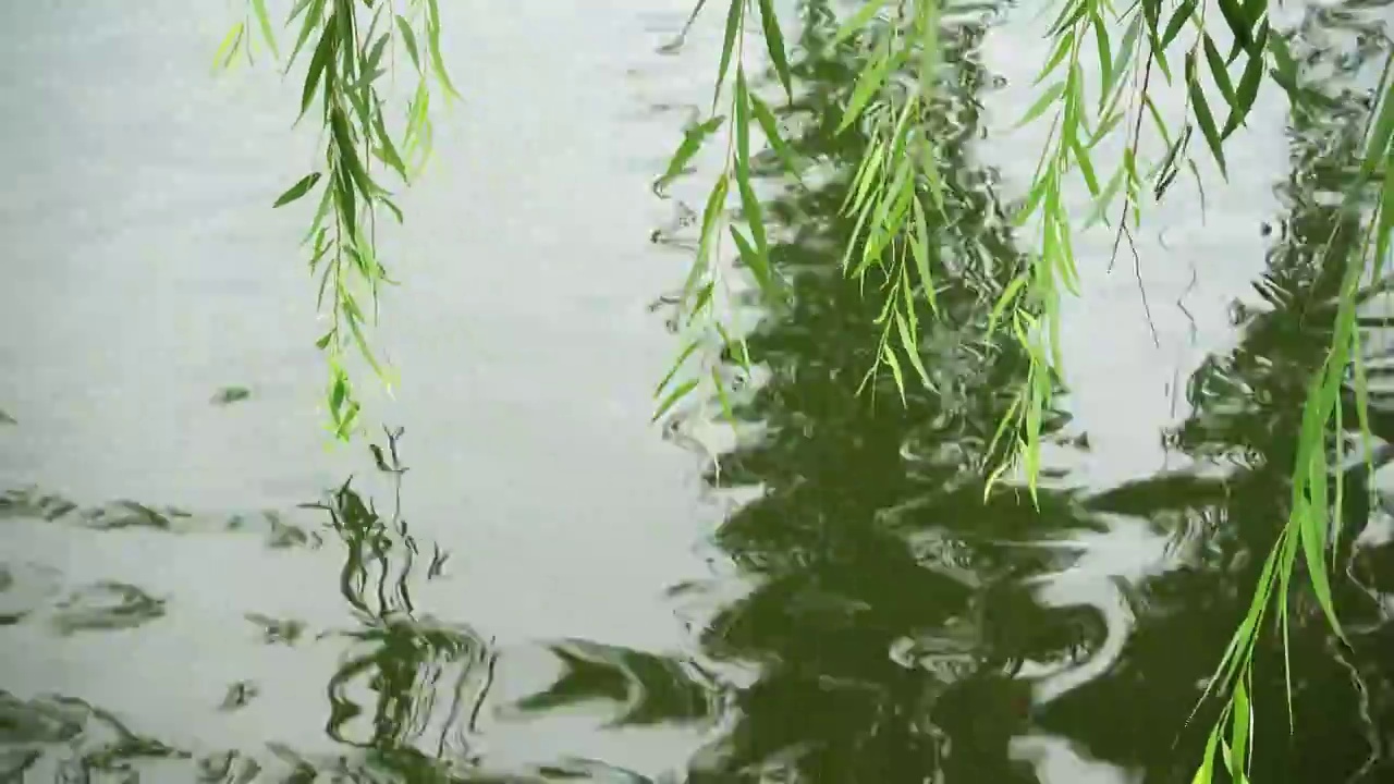 北京公园湖岸边的垂柳视频下载