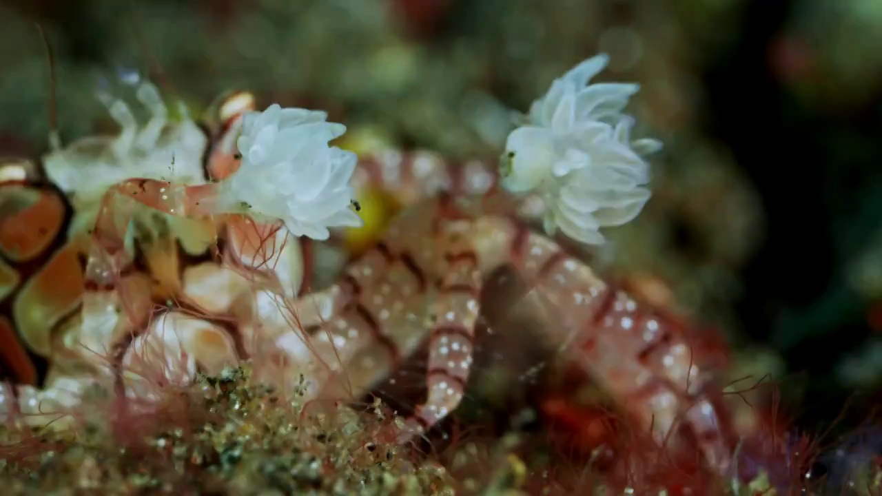 8K水下摄影神奇神秘的海底世界拳击蟹视频素材