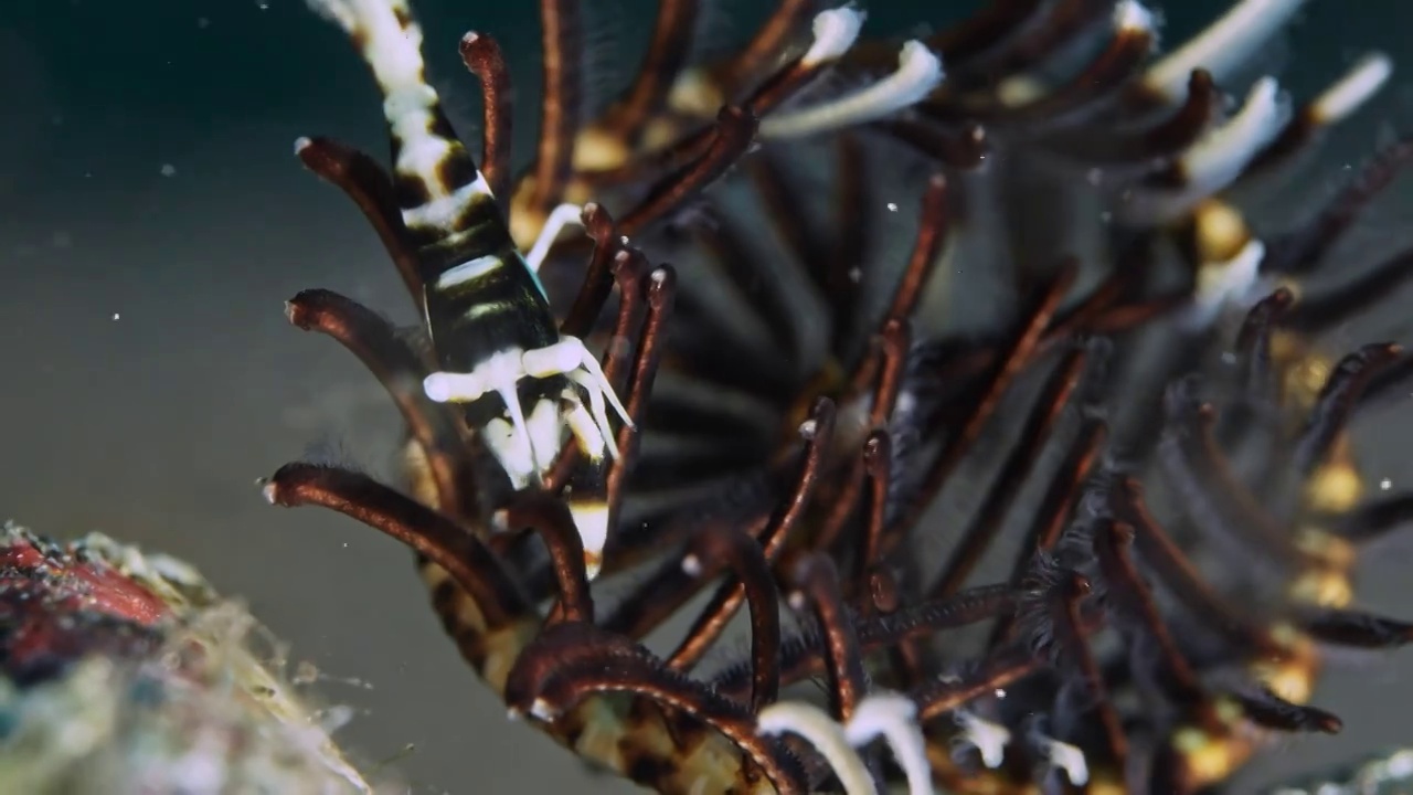 8K水下摄影神奇神秘的海底世界海鞭虾视频素材
