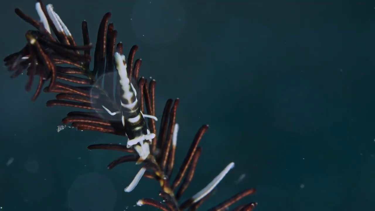 8K水下摄影神奇神秘的海底世界海鞭虾视频素材