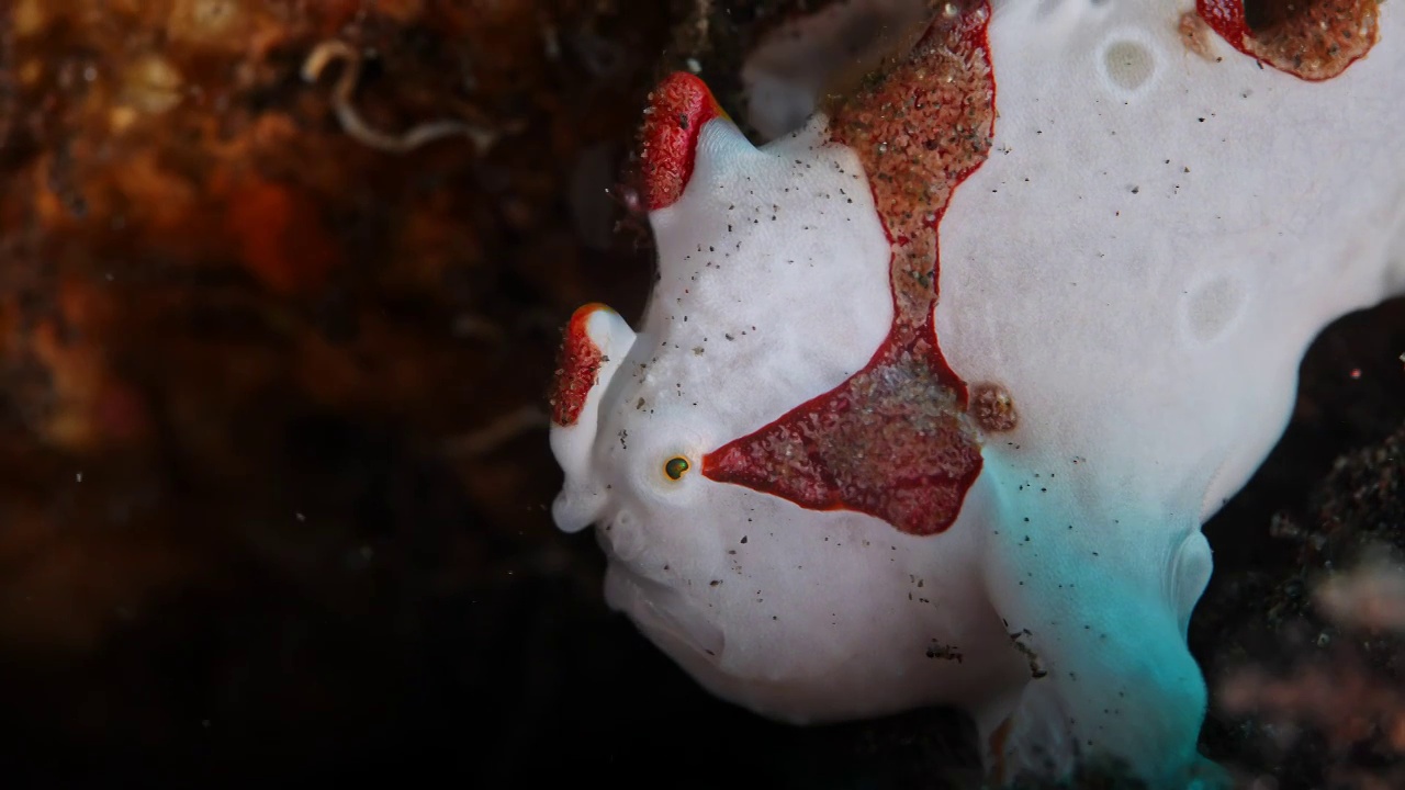 8K水下摄影神奇神秘的海底世界瘤状青蛙鱼WartyFrogfish视频下载