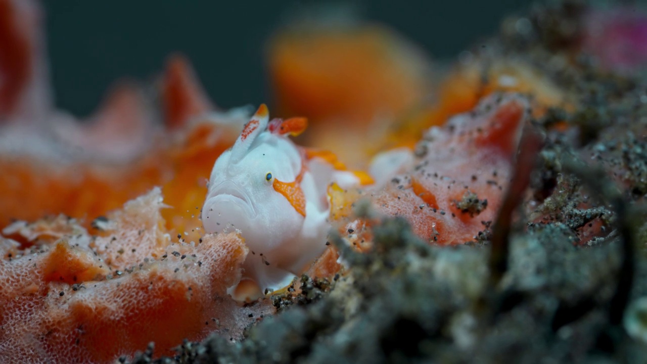 8K水下摄影神奇神秘的海底世界瘤状青蛙鱼WartyFrogfish视频下载