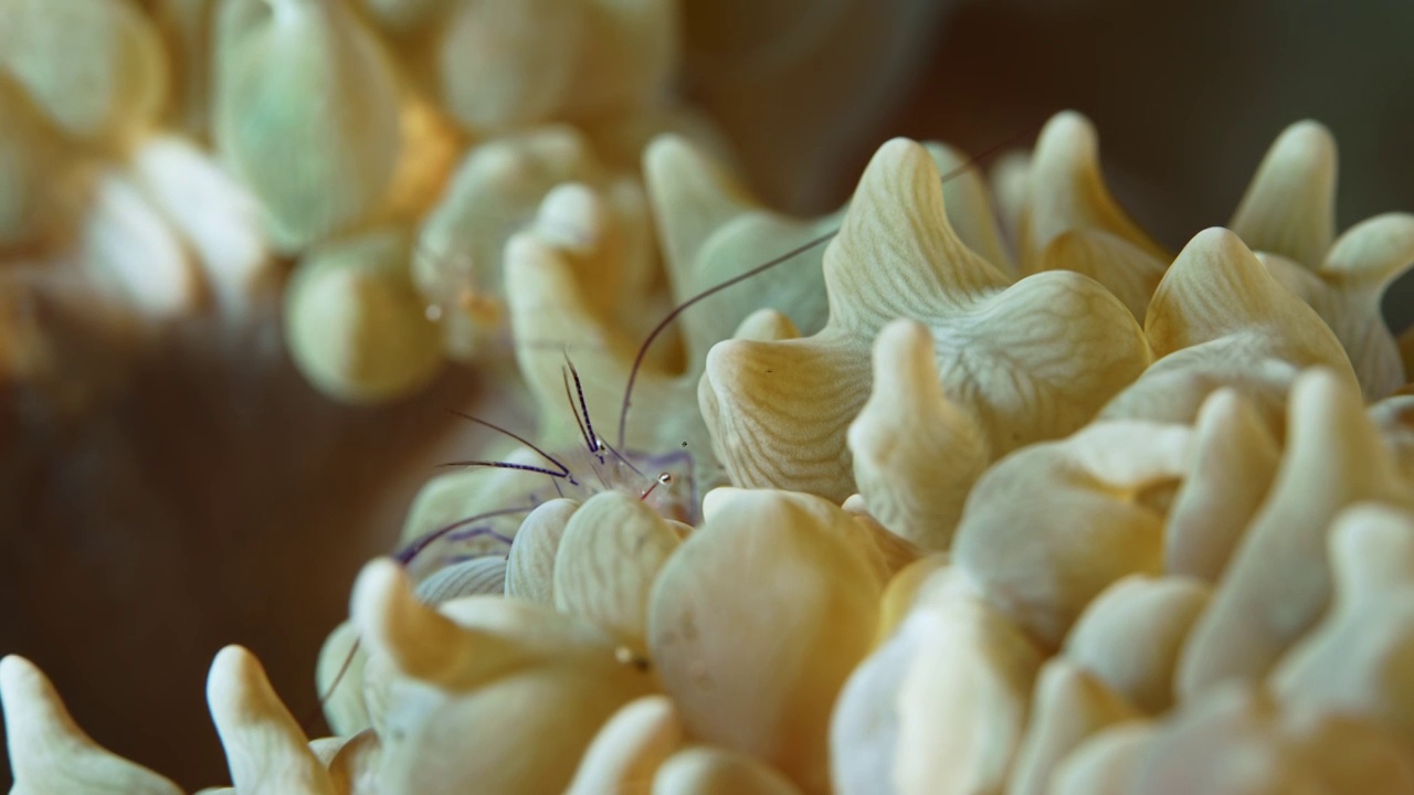 8K水下摄影神奇神秘的海底世界海葵虾视频素材