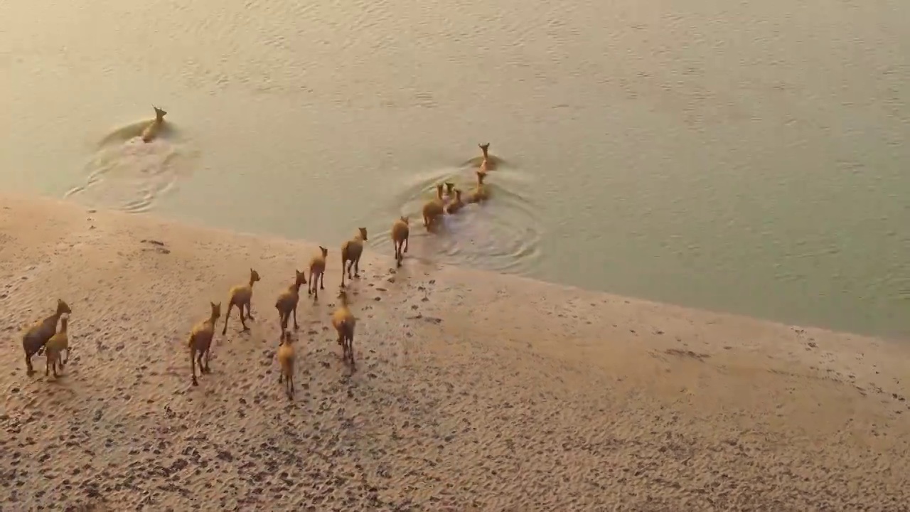 江苏盐城的海边与麋鹿航拍视频下载