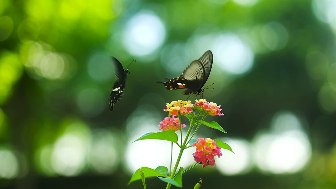花朵上两只双宿双飞的蝴蝶视频下载