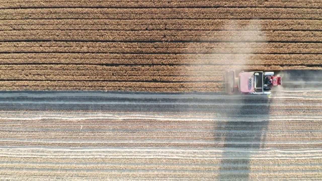 夏季芒种收割机收割成熟的小麦视频素材