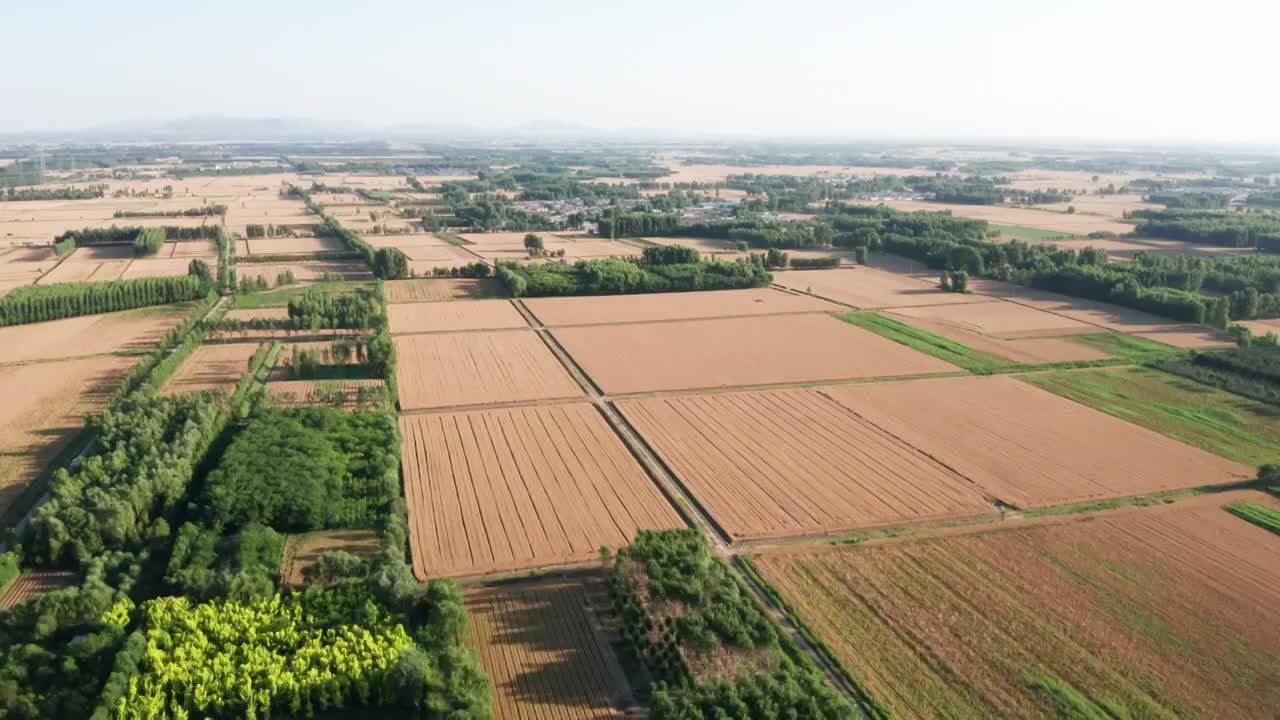 夏季芒种收割机收割成熟的小麦视频素材