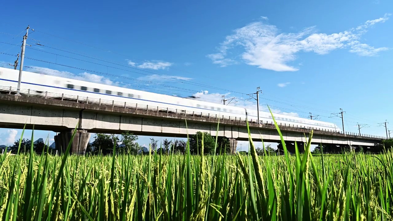 秋天阳光下金色的稻田边铁路桥上疾驰的列车视频下载