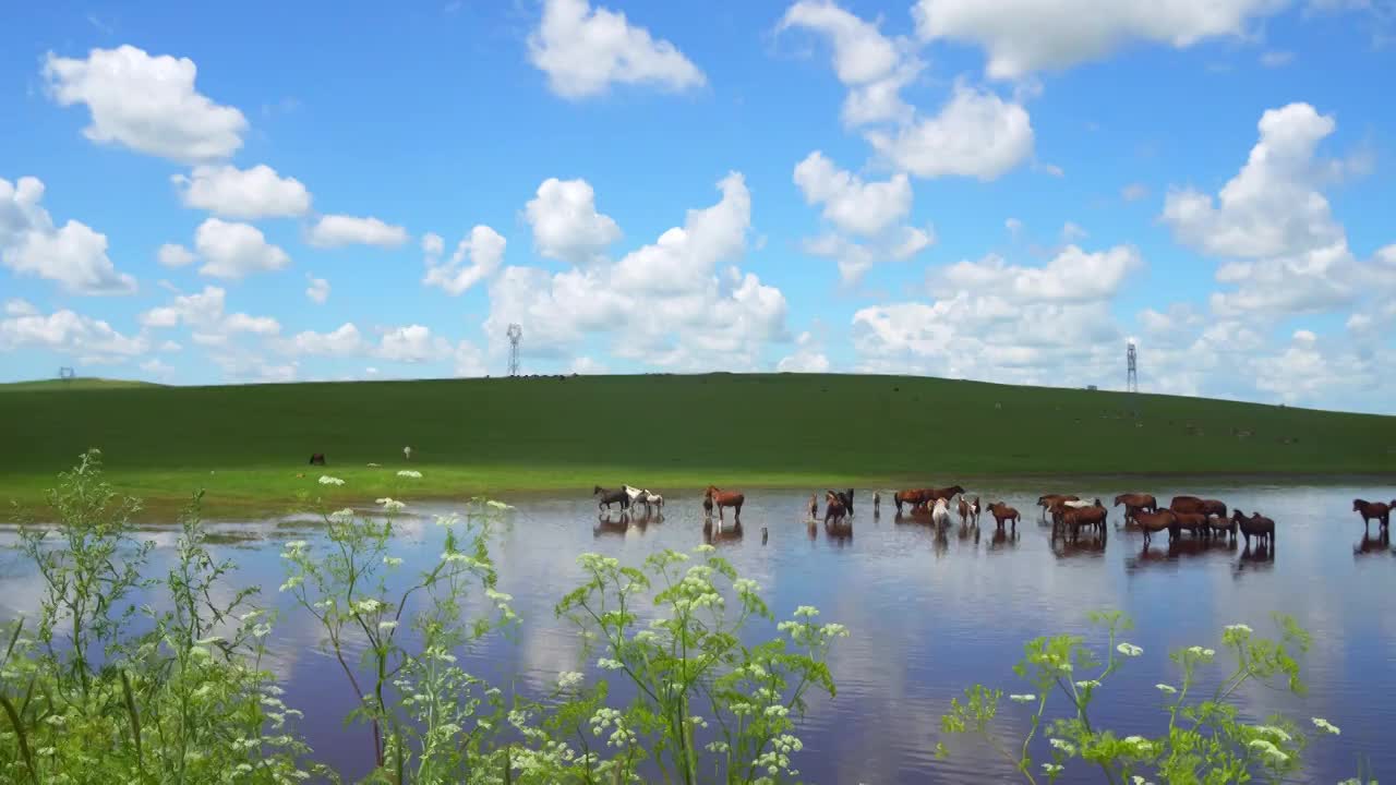 蓝天白云，草原湖泊，马群视频下载