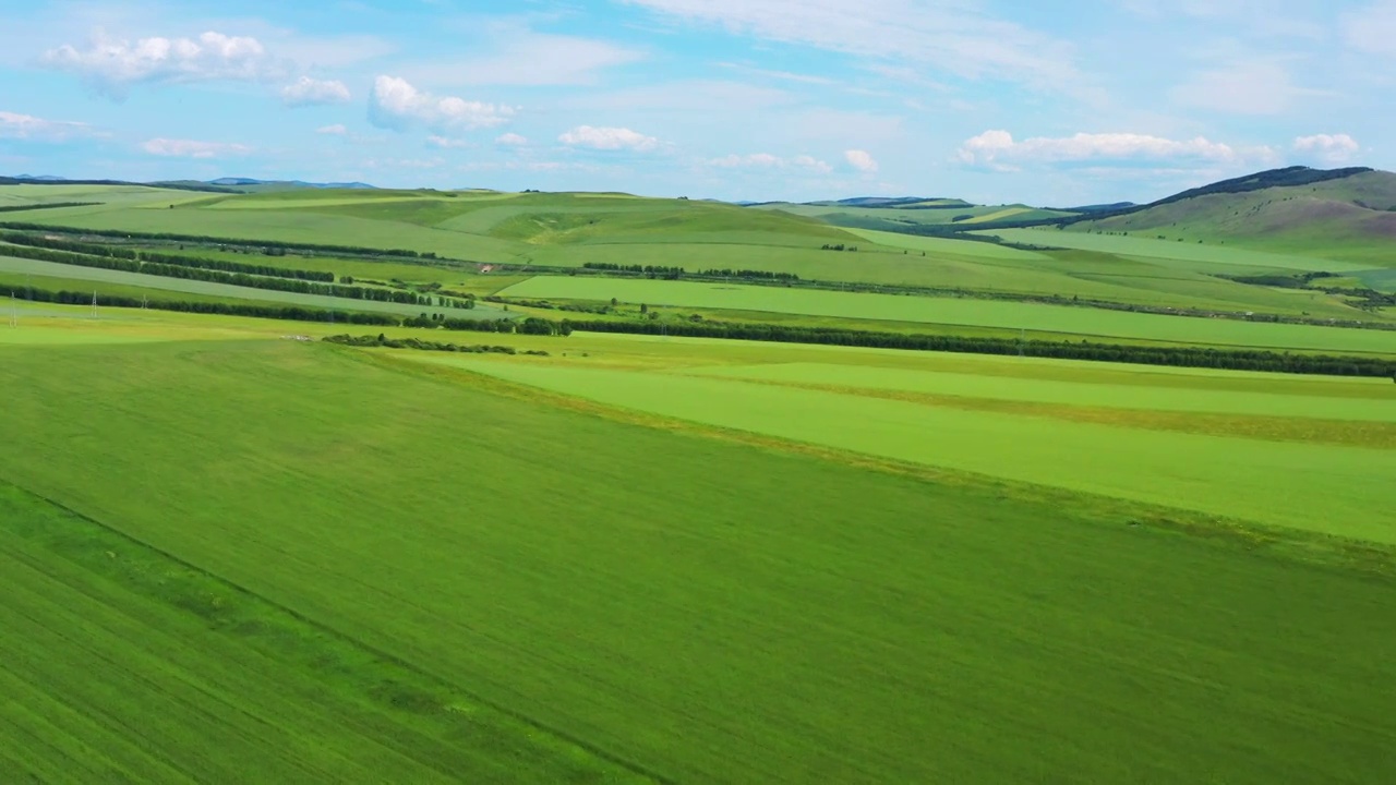 内蒙古大面积种植的麦田视频素材