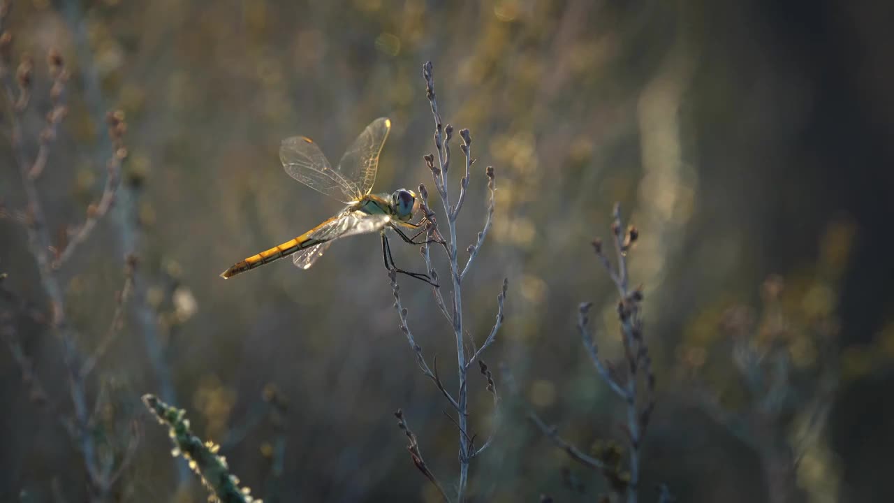 秋天草地里的蜻蜓视频素材