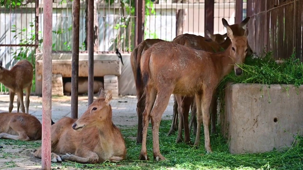动物园里饲养的麋鹿在吃草视频下载