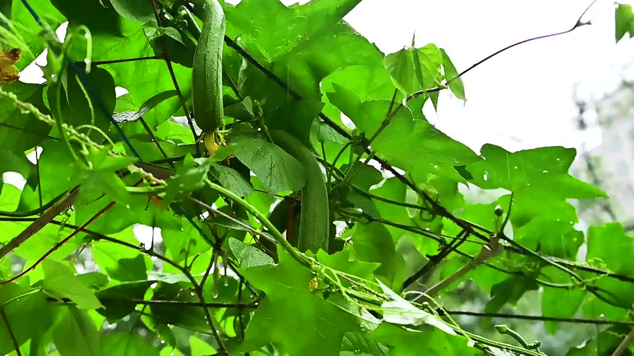 小雨中生长的丝瓜视频素材