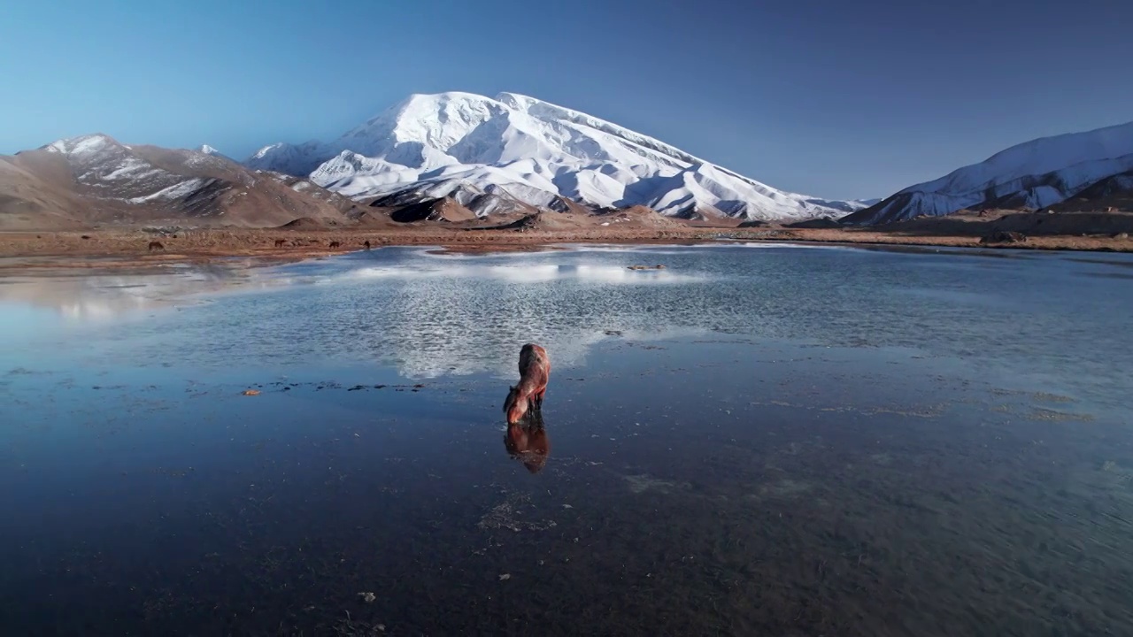 慕士塔格峰雪山下的马视频素材