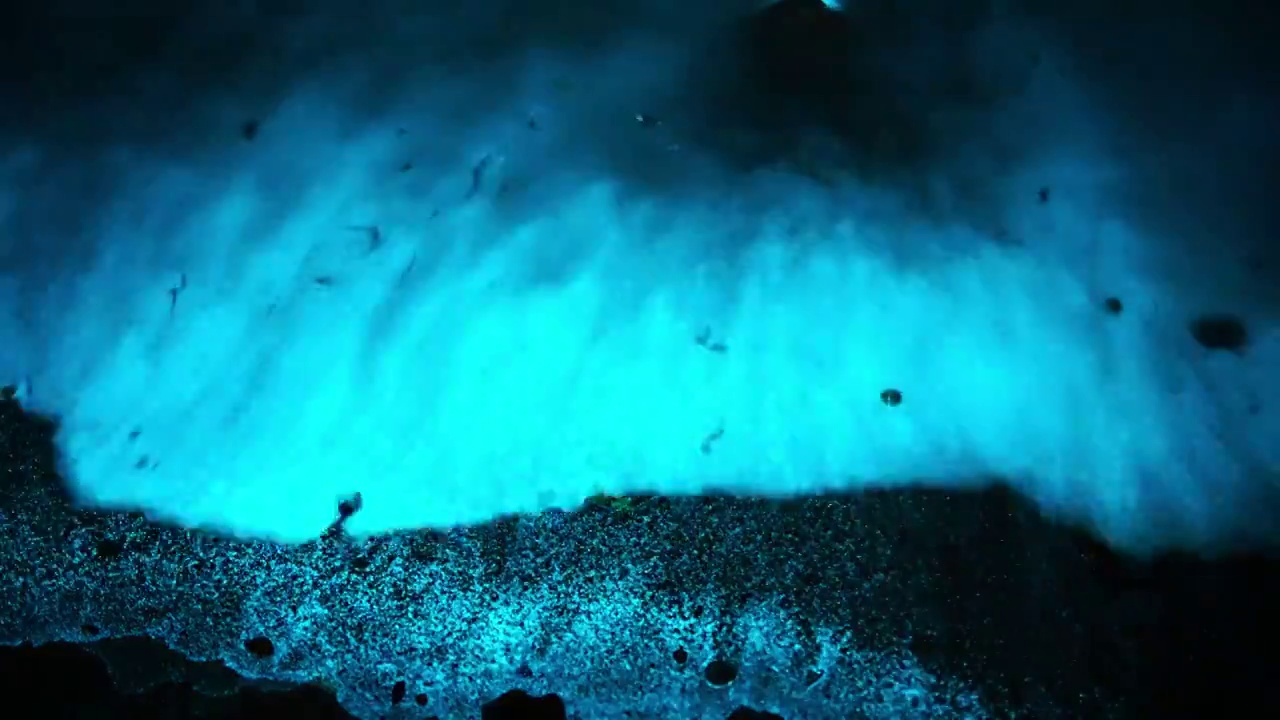 夜晚海边蓝色的海藻被海浪拍打出幽蓝色的光视频素材