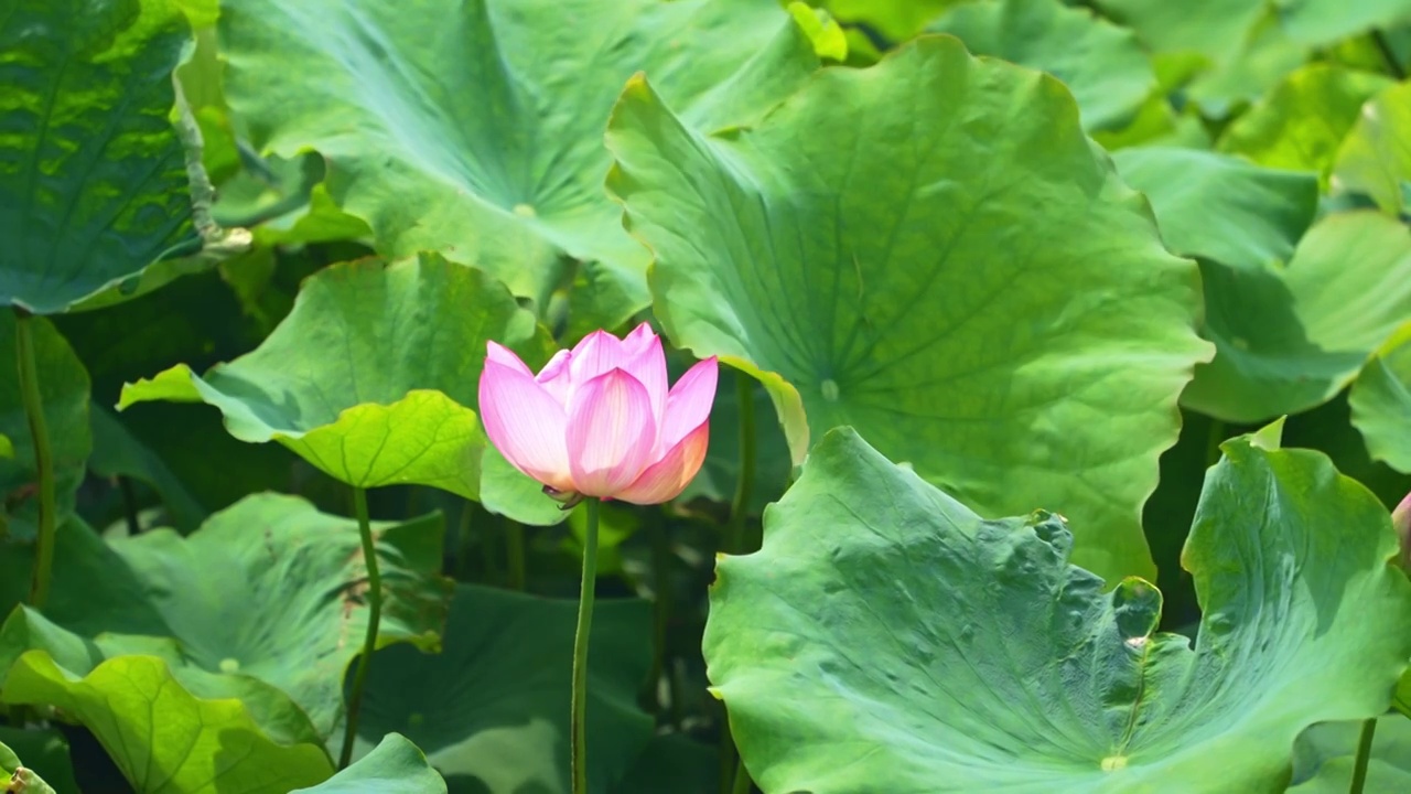 夏天池塘里粉白色的莲花 荷花视频下载