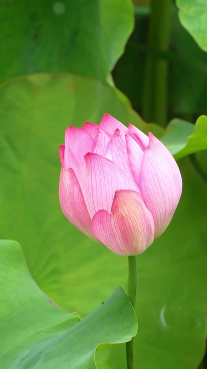 夏天池塘里粉白色的莲花 荷花视频下载