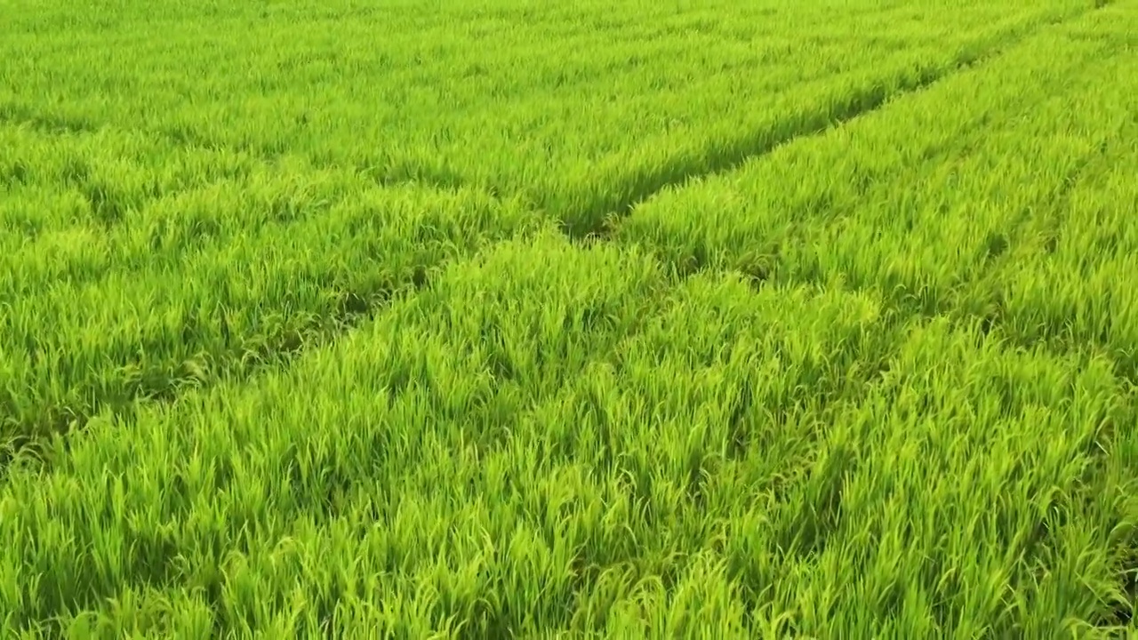 航拍农村大片稻田水稻生长景象视频素材