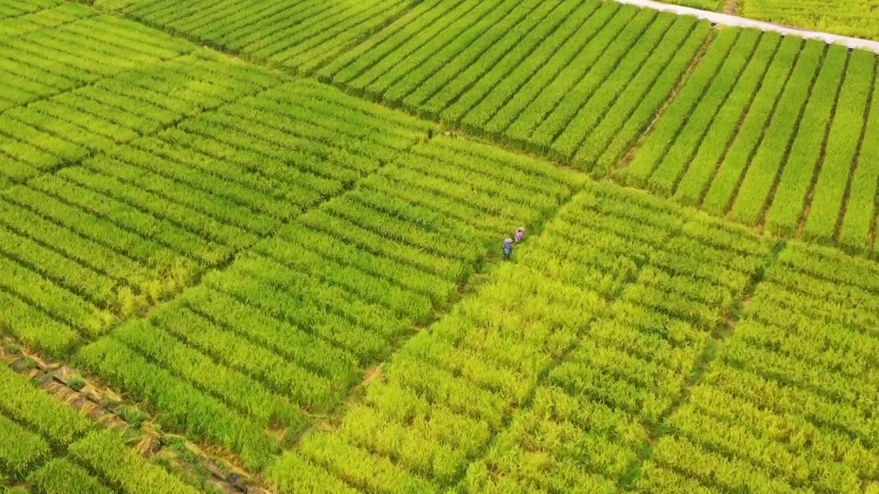 航拍农村大片稻田水稻生长景象视频素材