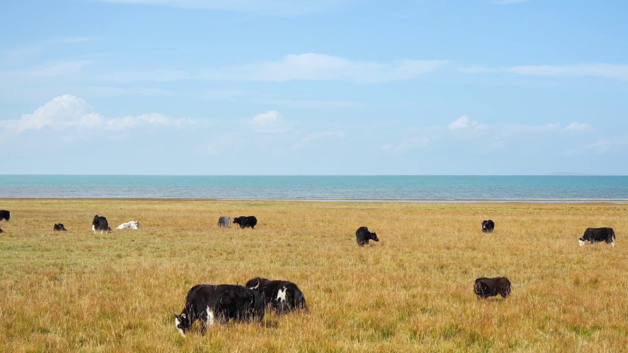 青海湖边吃草的牦牛视频下载